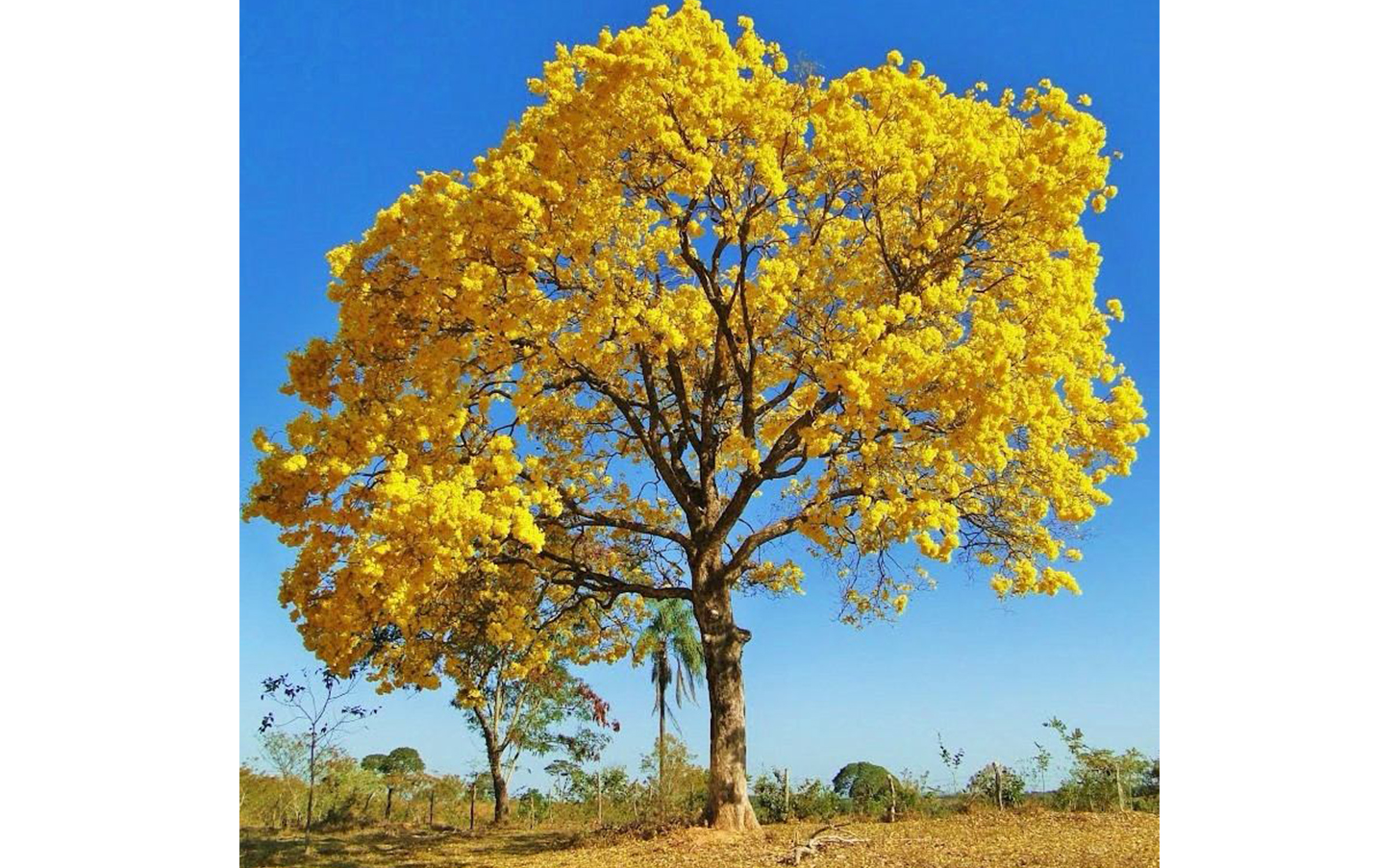 Ipê Amarelo - Pinheiro Plantas